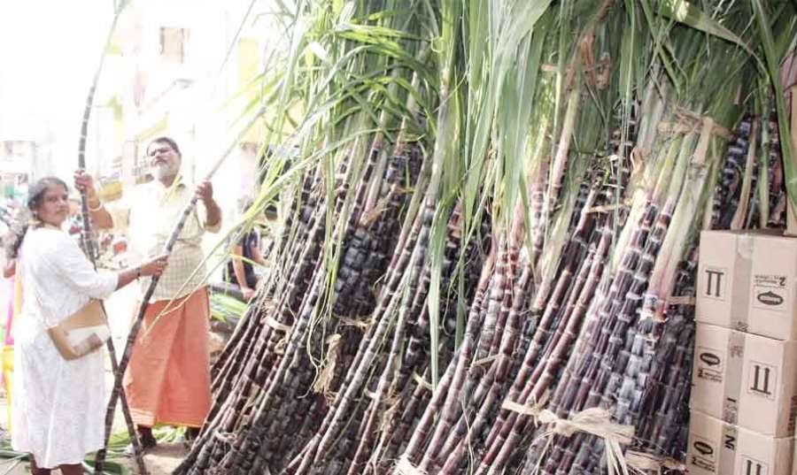 Pongal 2023-01-14