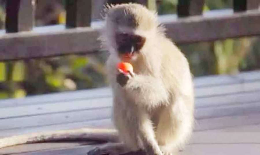 Monkey 2023 01 21
