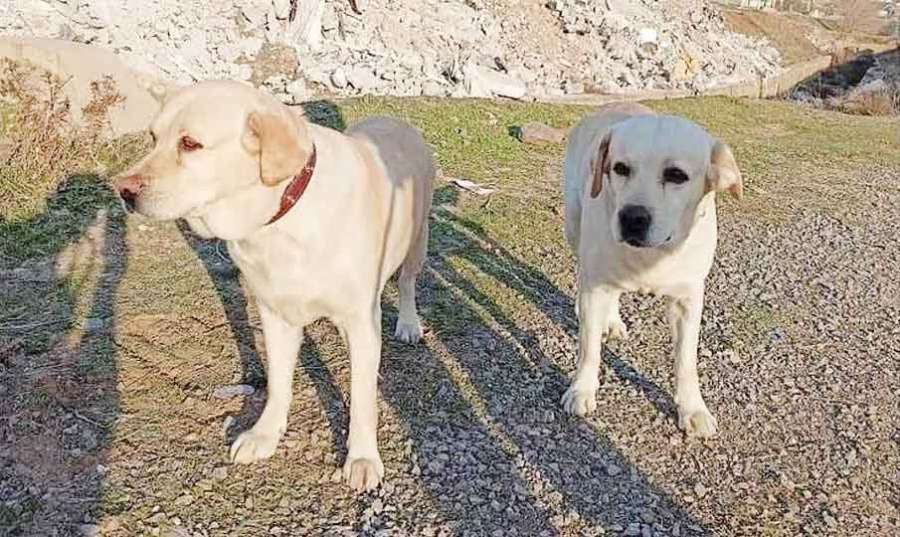 Turkey-dog 2023 02 13