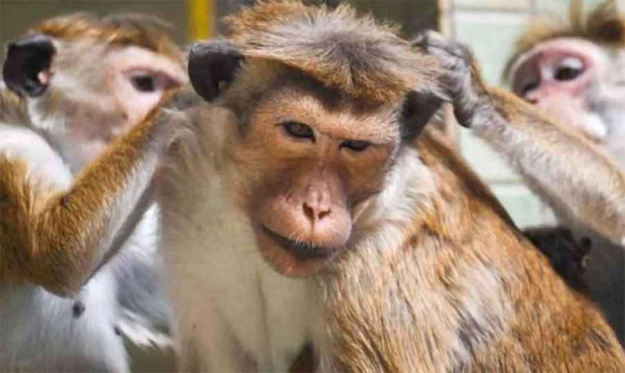 Monkeys 2023 04 14