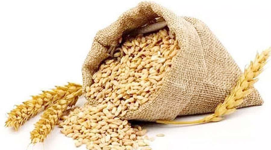 Wheat 2023-04-20