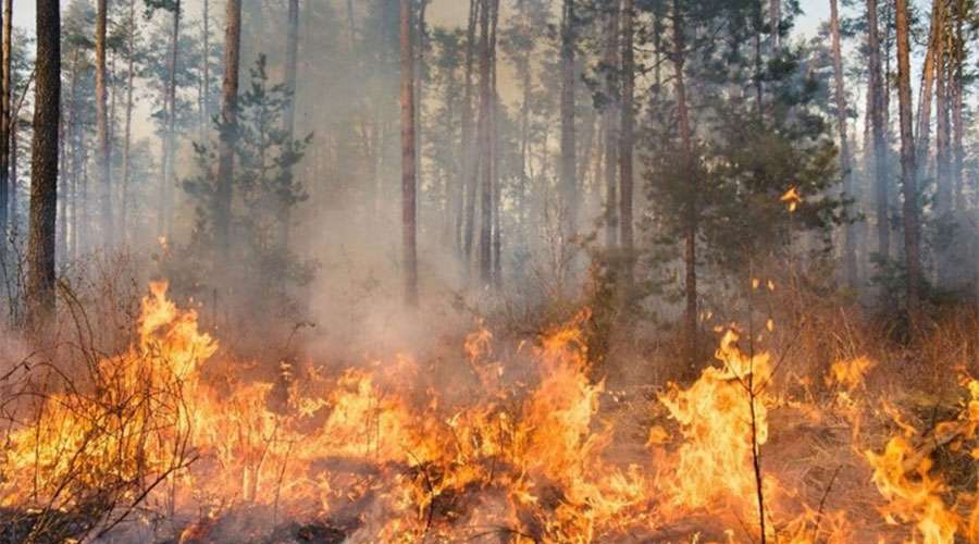 Russia-Wildfire-2023-05-11