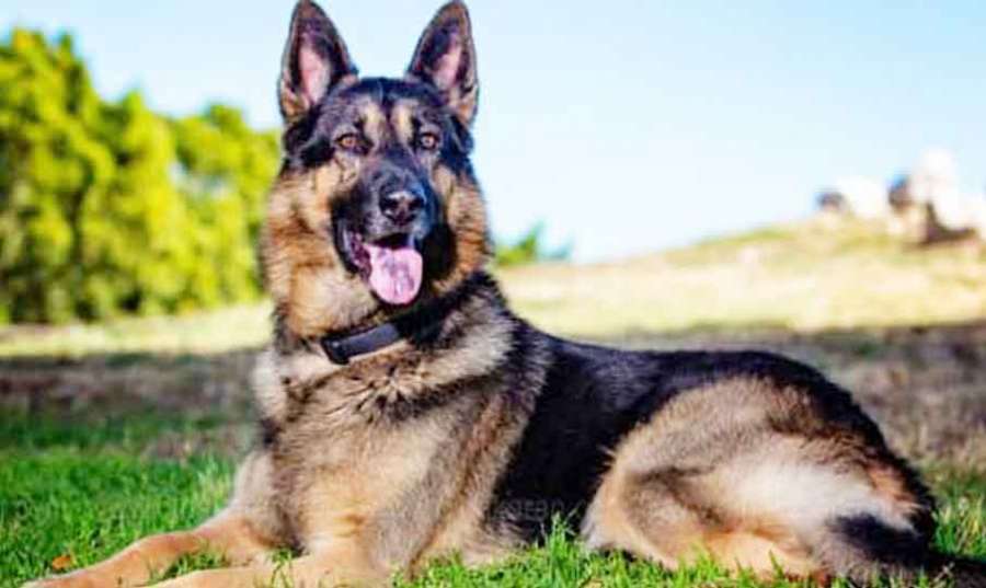 Egypt-dog 2023 06 20