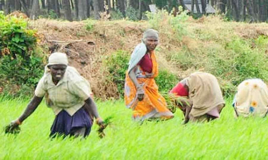 Farmers 2023 06 20