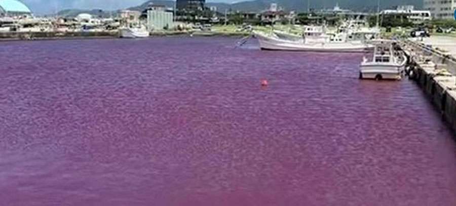 Japan-pink-river-2023-06-29