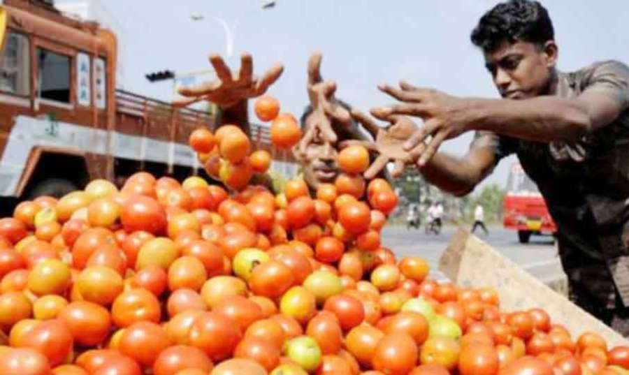 Tomatoes 2023 06 27