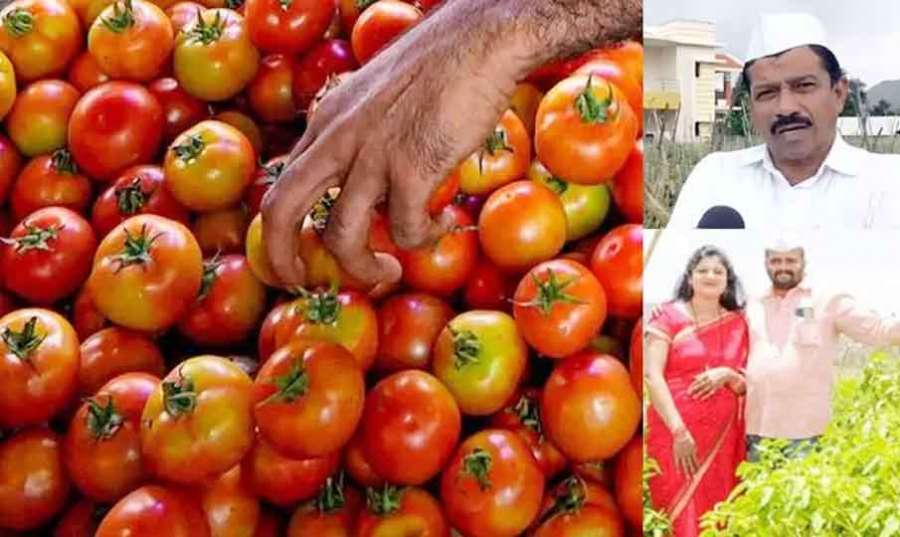 Tomatoes 2023 07-15