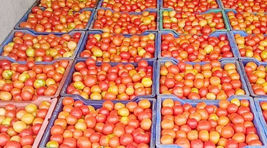 tomato 2023-08-10