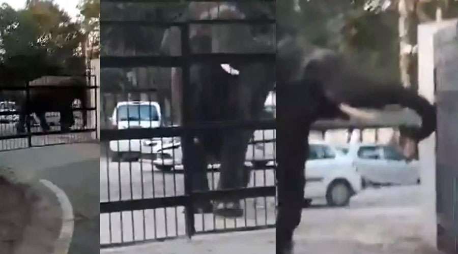 Elephant-2023-12-28