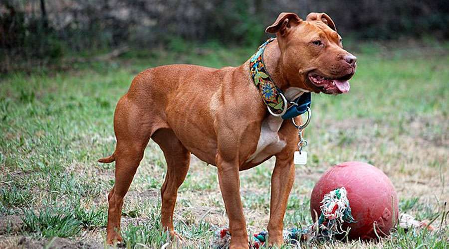 American Pit Bull Terrier