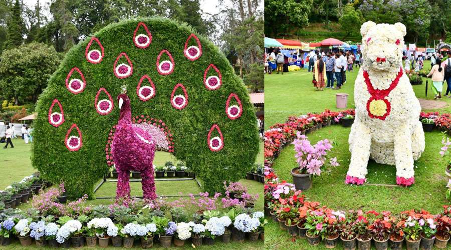 Kodai-Flower-Show-2025-05-24