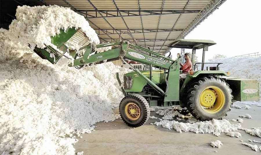 Cotton 2025-08-20