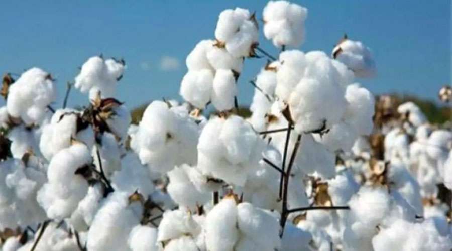 Cotton--2025-08-28