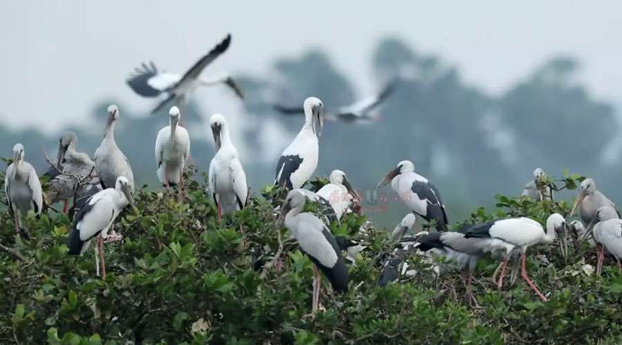 Vedanthangal-2025-11-15